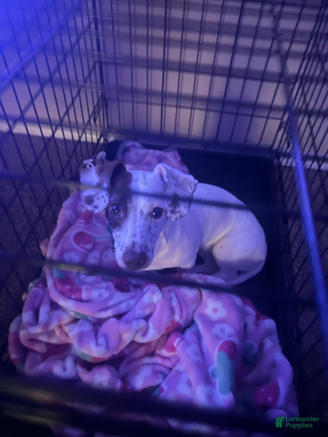 Miniature Dachshund dogs for sale: Miniature Dachshund Puppy 2 - Ad 4