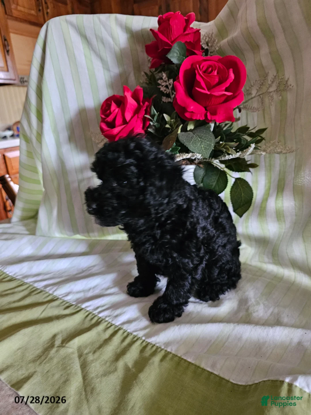 Toy Poodle dogs for sale: Miracle - Ad 2