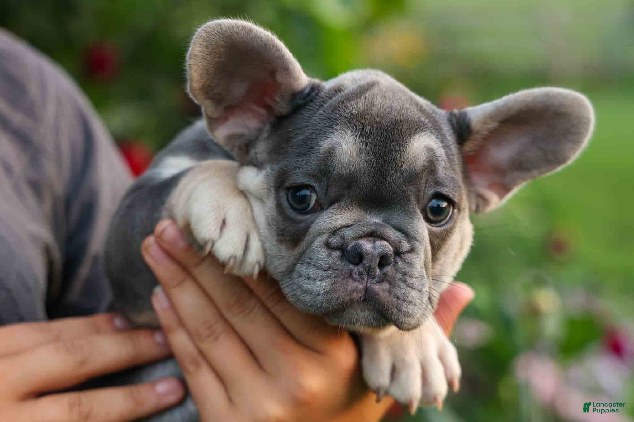 French Bulldog dogs  Flora Jane 🩷 - Ad 2