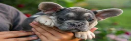 French Bulldog dogs for sale:  Flora Jane 🩷 - Ad 2