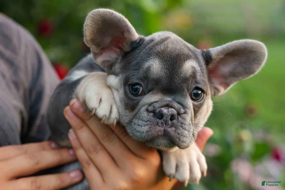 French Bulldog dogs for sale:  Flora Jane 🩷 - Ad 2
