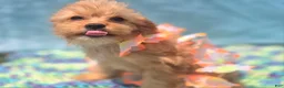 Cavapoo dogs for sale: Miles - Ad 32