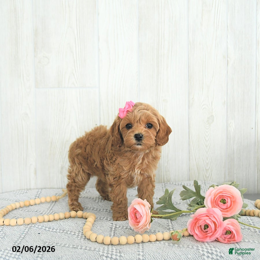 Cockapoo dogs Buttons EXTRA SMALL - Ad 2