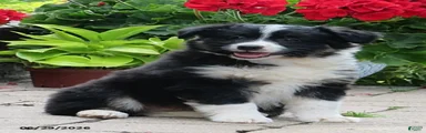 Otto
