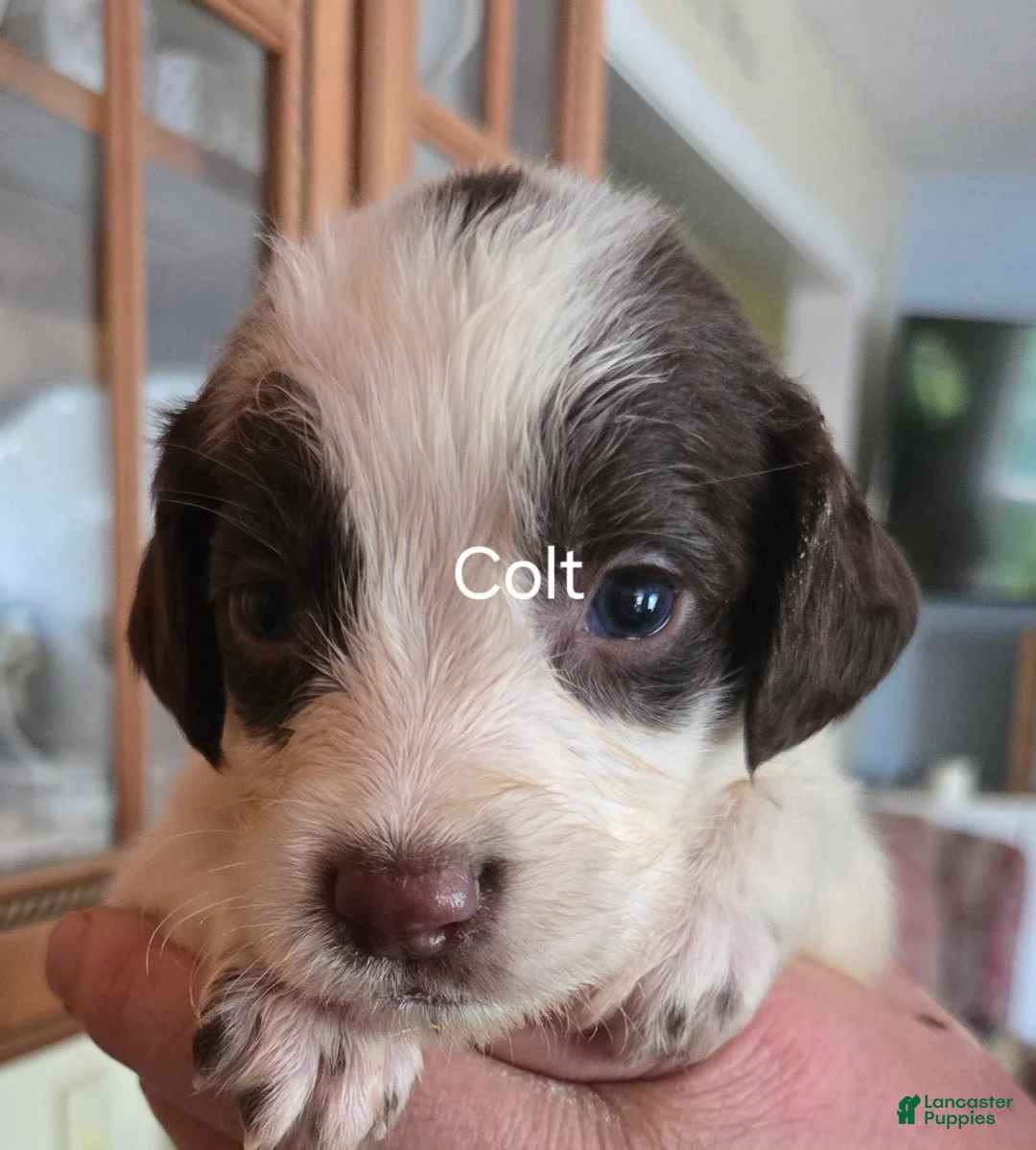 English Springer Spaniel dogs for sale: Colt - Ad 1