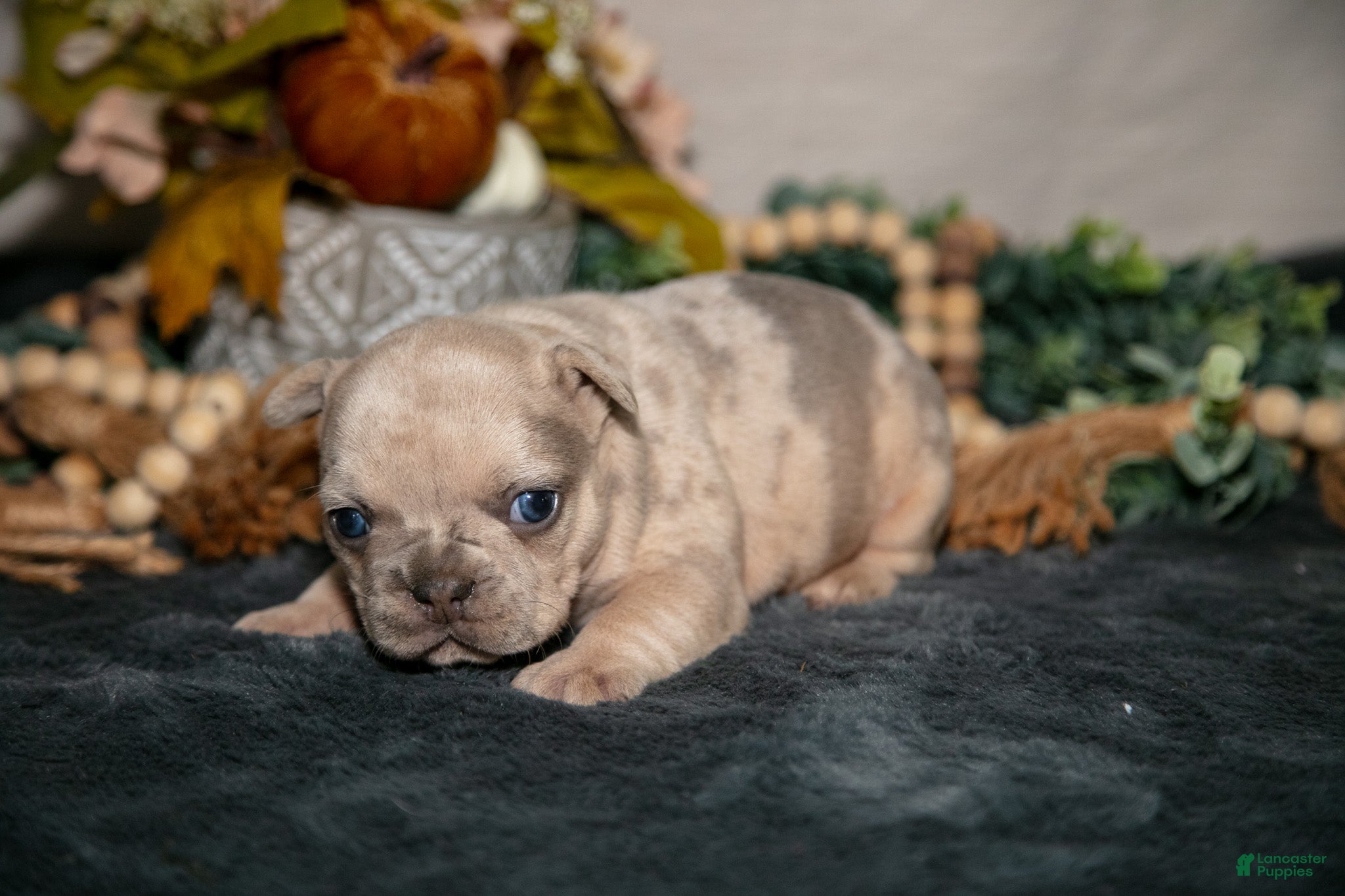 French Bulldog dogs for sale: Celeste - Ad 2