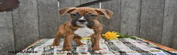 Boxer dogs for sale: Billy - Ad 3
