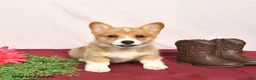 Welsh Corgi Pembroke dogs for sale: Taffy  - Ad 4