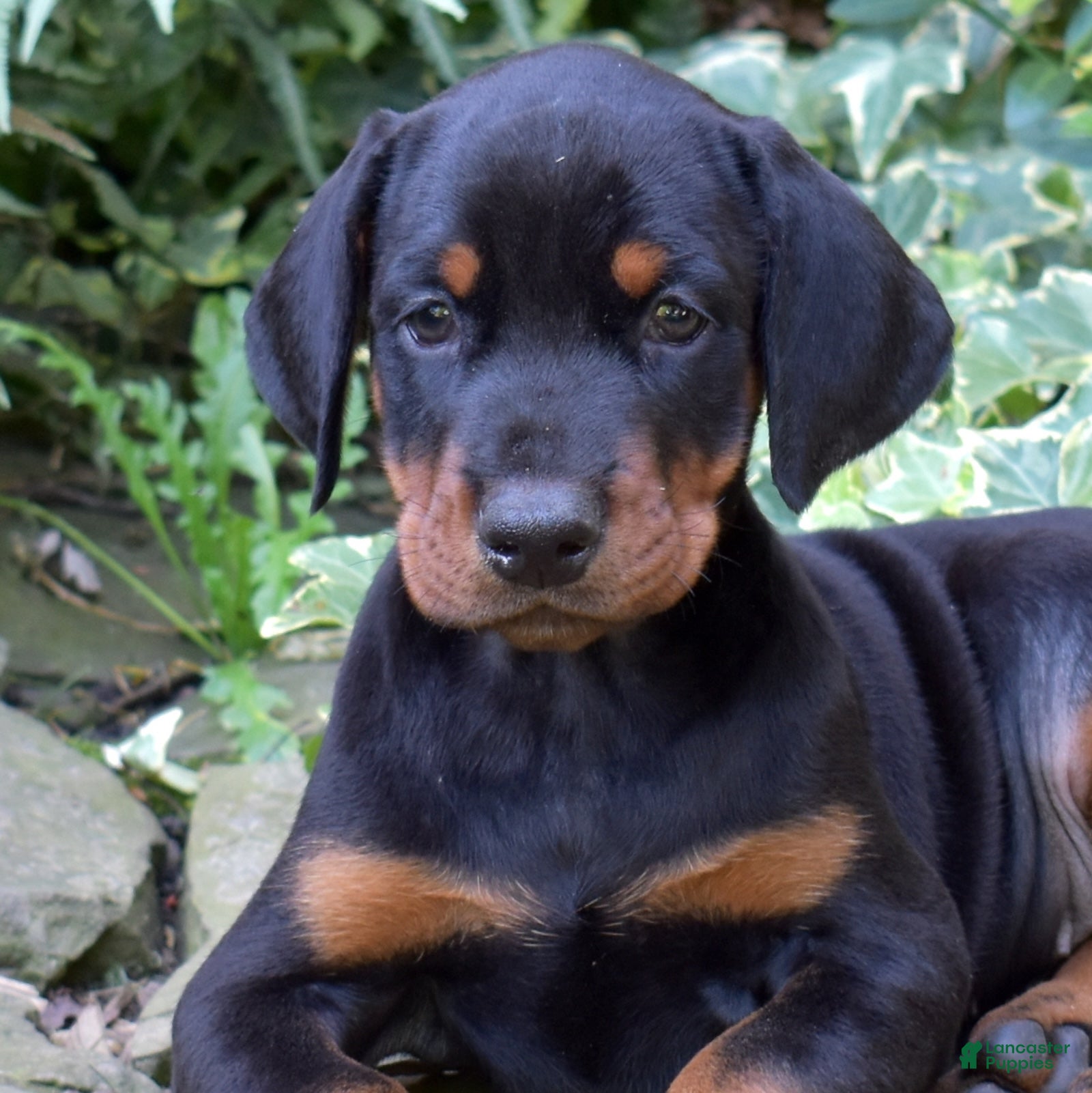 Doberman Pinscher dogs Echo - Ad 2