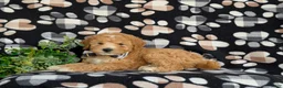 Mixed Breed dogs for sale: Mason Hypoallergenic - Ad 4