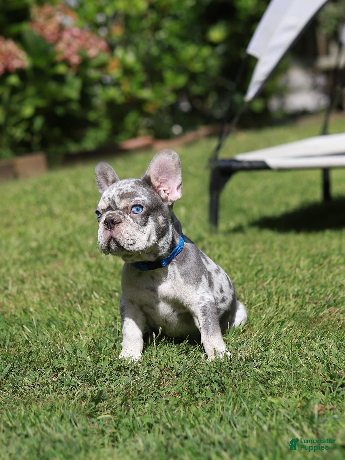 French Bulldog dogs Leo - Ad 1