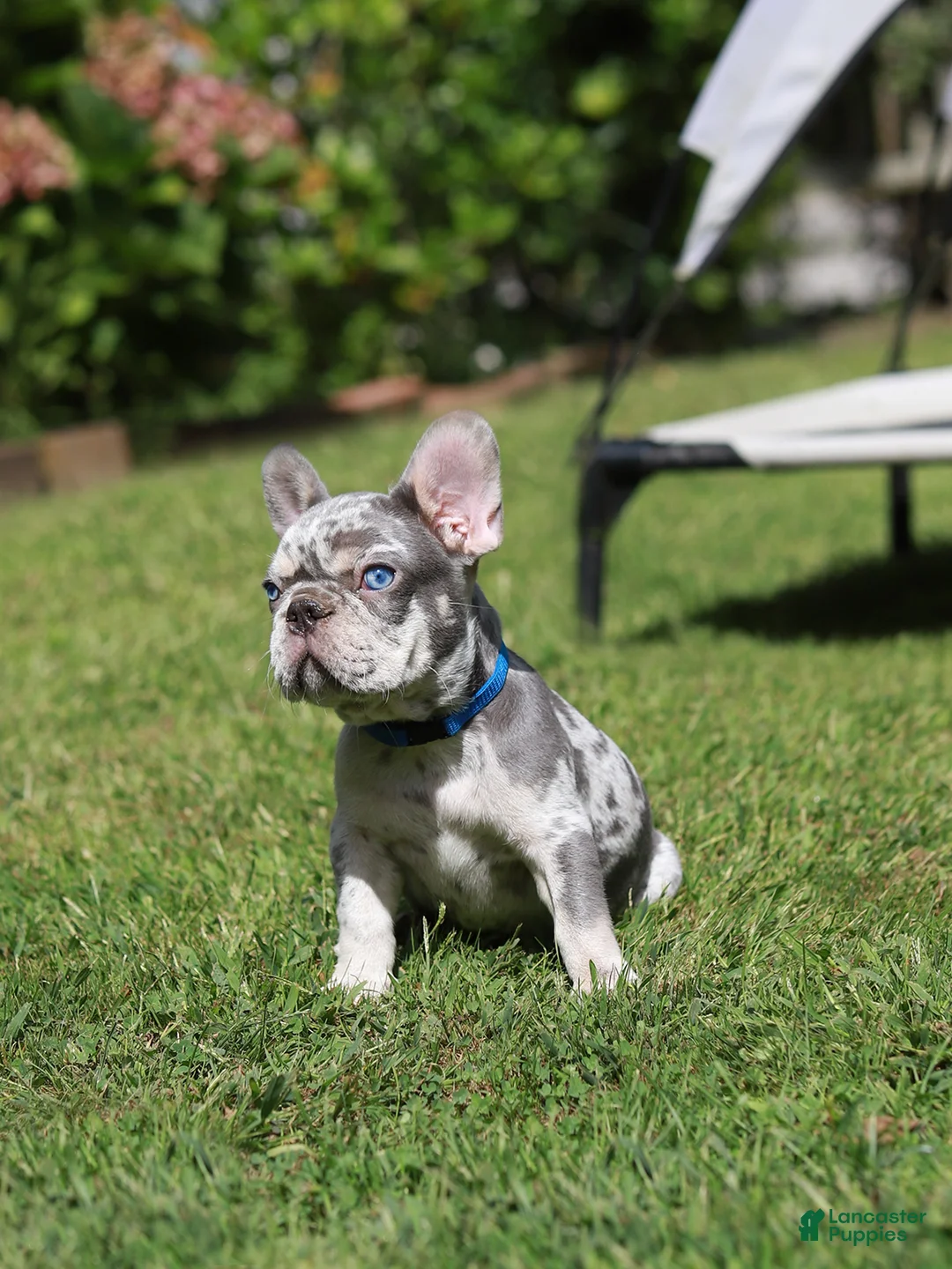 French Bulldog dogs for sale: Leo - Ad 1