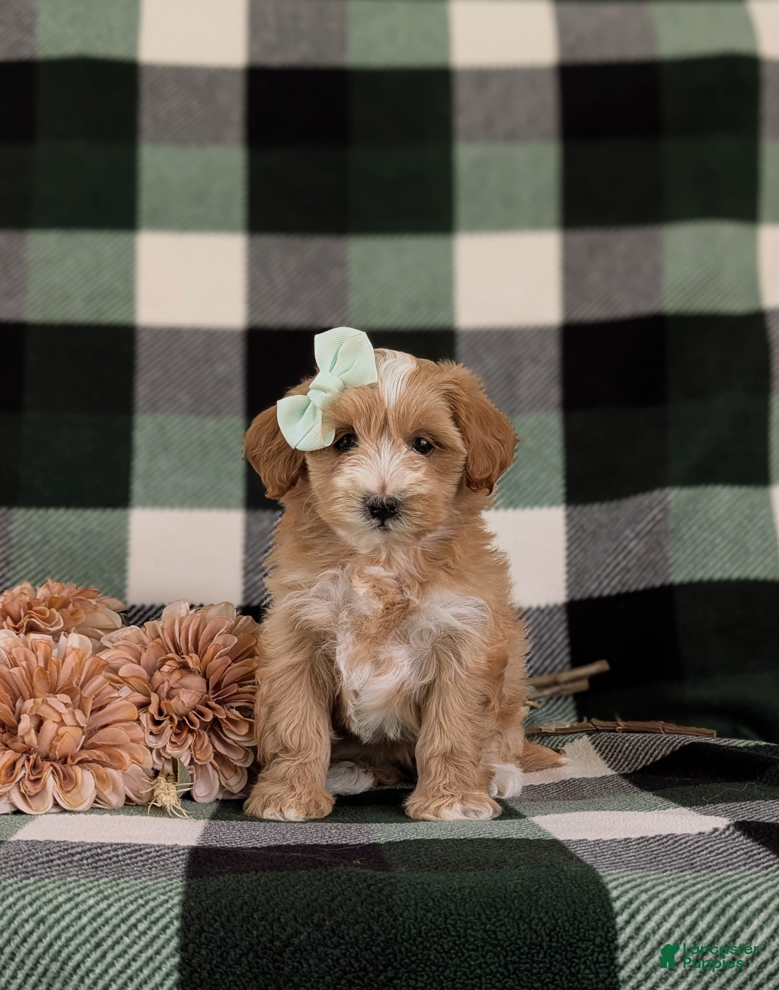 Maltipoo dogs Serefina 7 lbs Full Grown - Ad 2