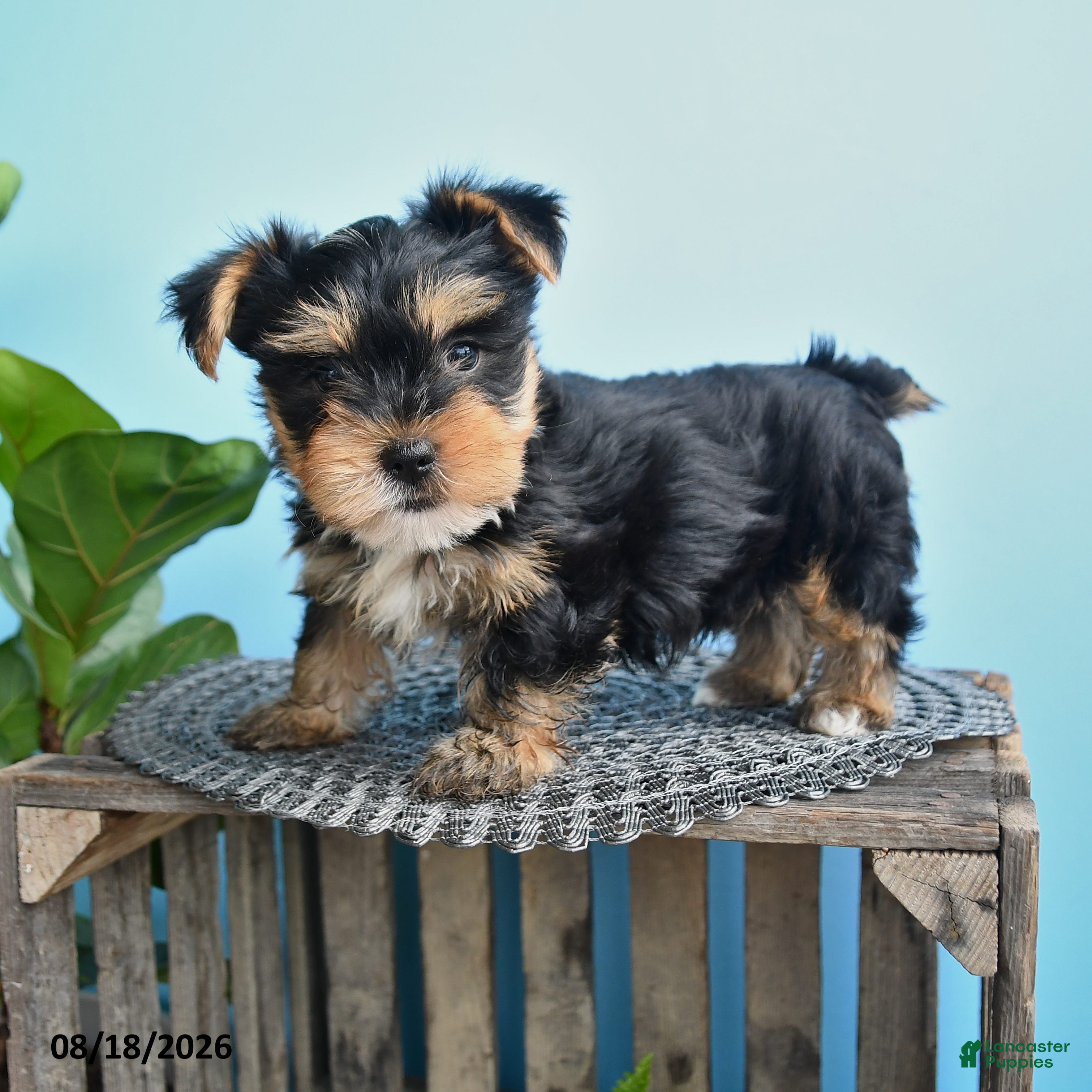 Yorkshire Terrier dogs for sale: Edward - Ad 3