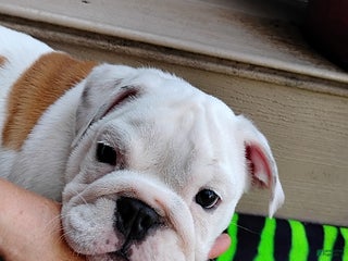 English Bulldog dogs - Ad 42