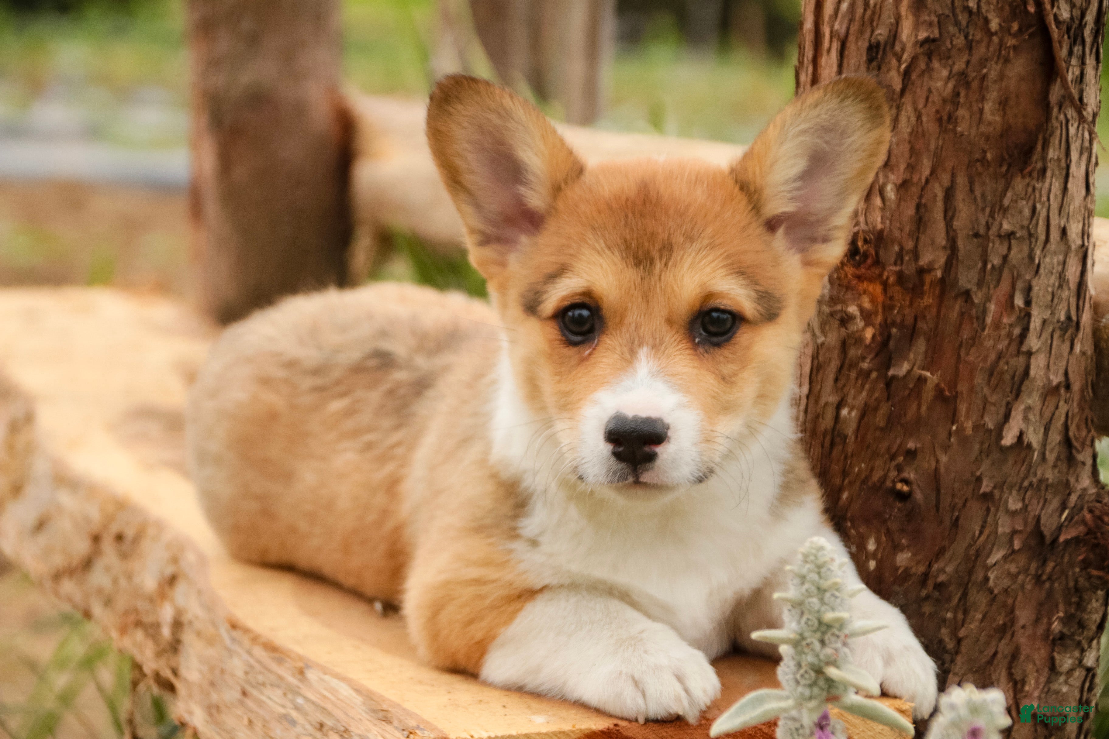 Welsh Corgi Pembroke dogs Olivia - Ad 1