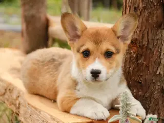 Welsh Corgi Pembroke dogs for sale: Olivia - Ad 2