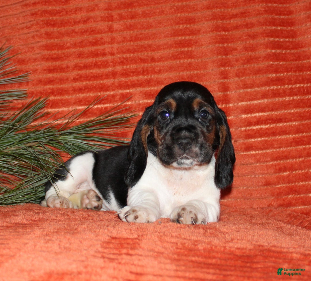 Basset Hound dogs for sale: Sally - Ad 3