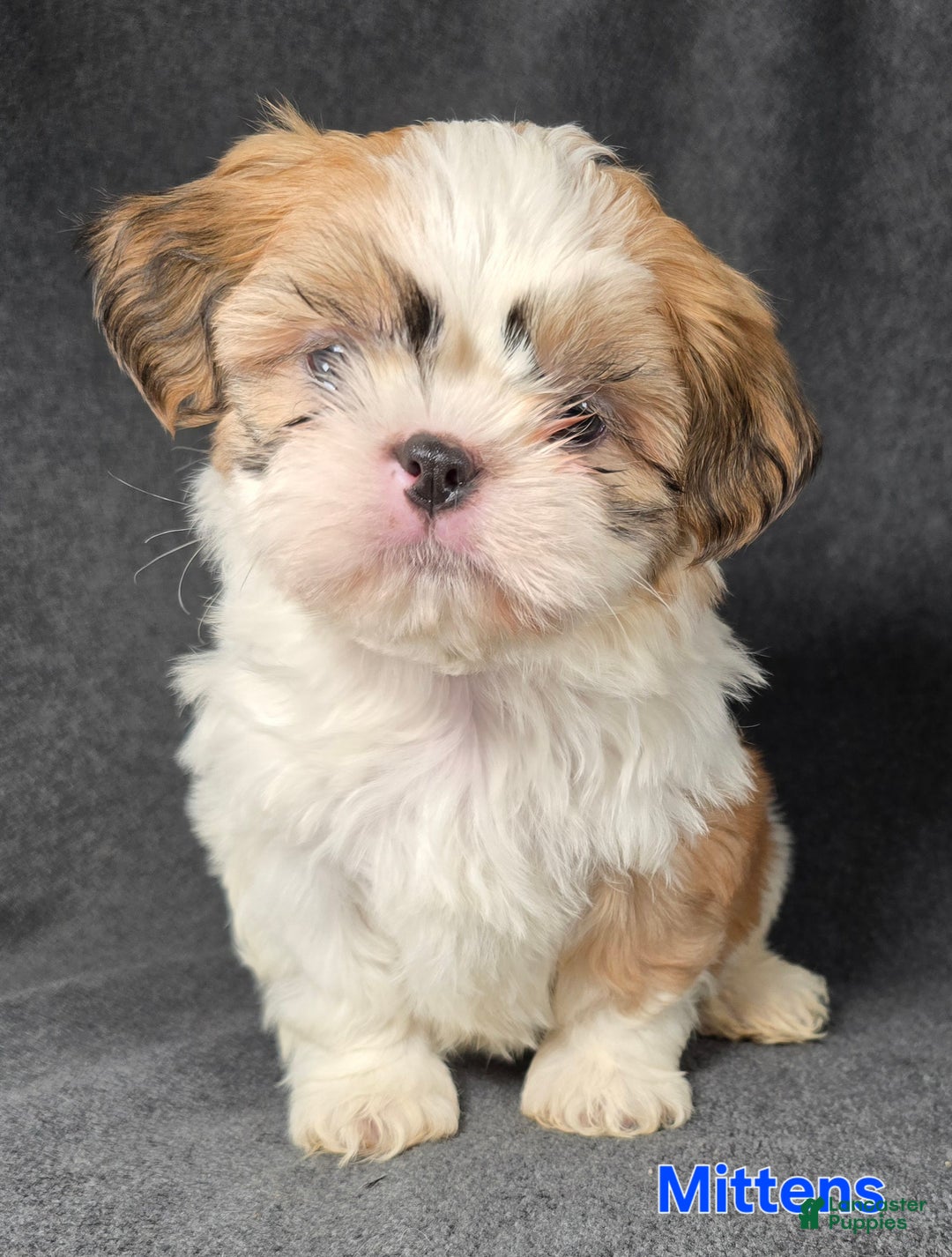 Shih Tzu dogs for sale: Mittens - Ad 4