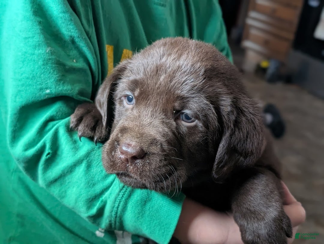 Labrador Retriever dogs for sale: Remington - Ad 1