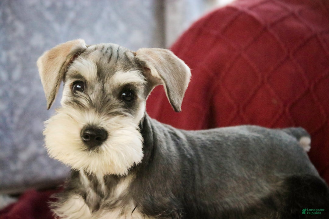 Miniature Schnauzer dogs for sale: Nicholas - Ad 2