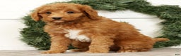 Mini Goldendoodle dogs for sale: Ember - Ad 2