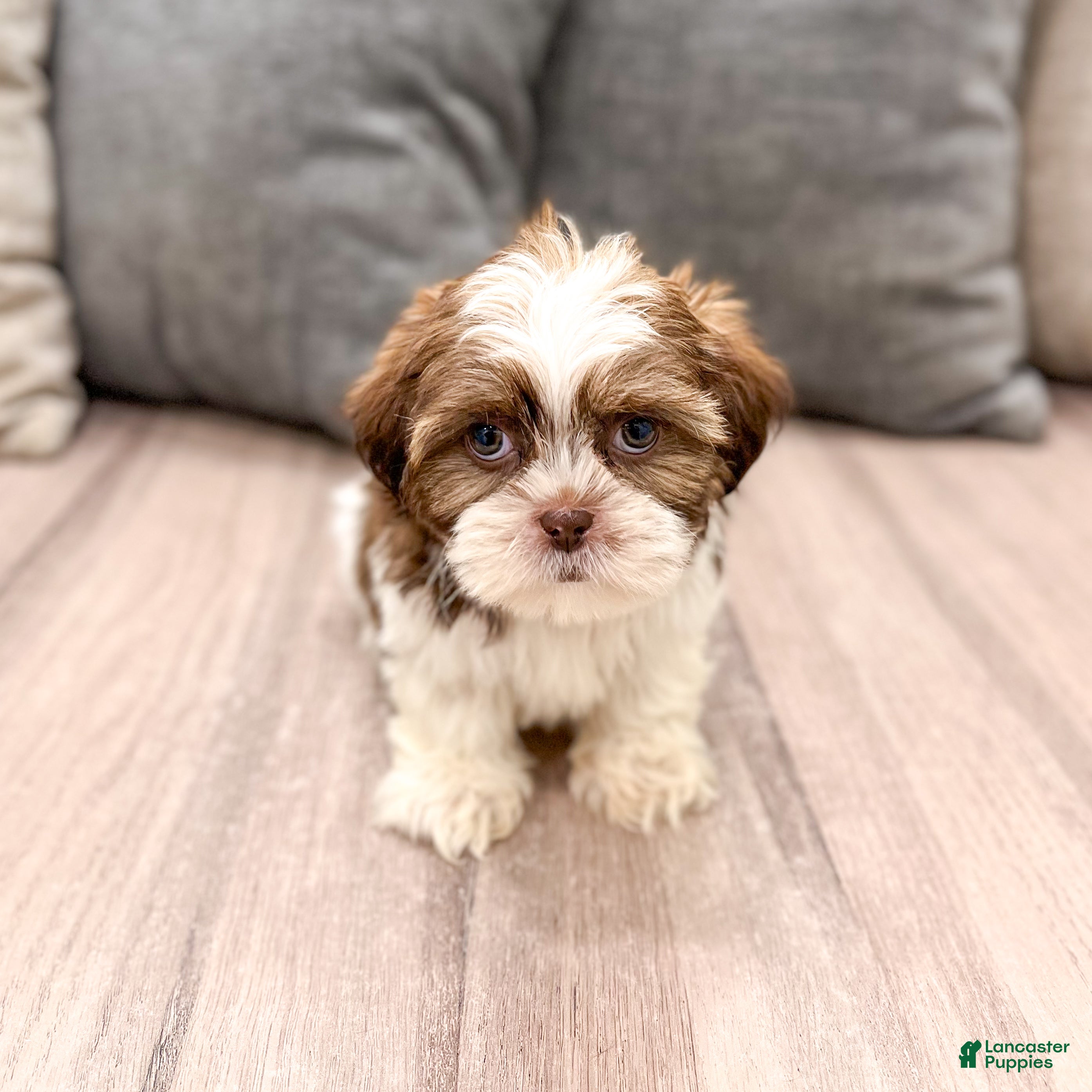Shih Tzu dogs Callie - Ad 1