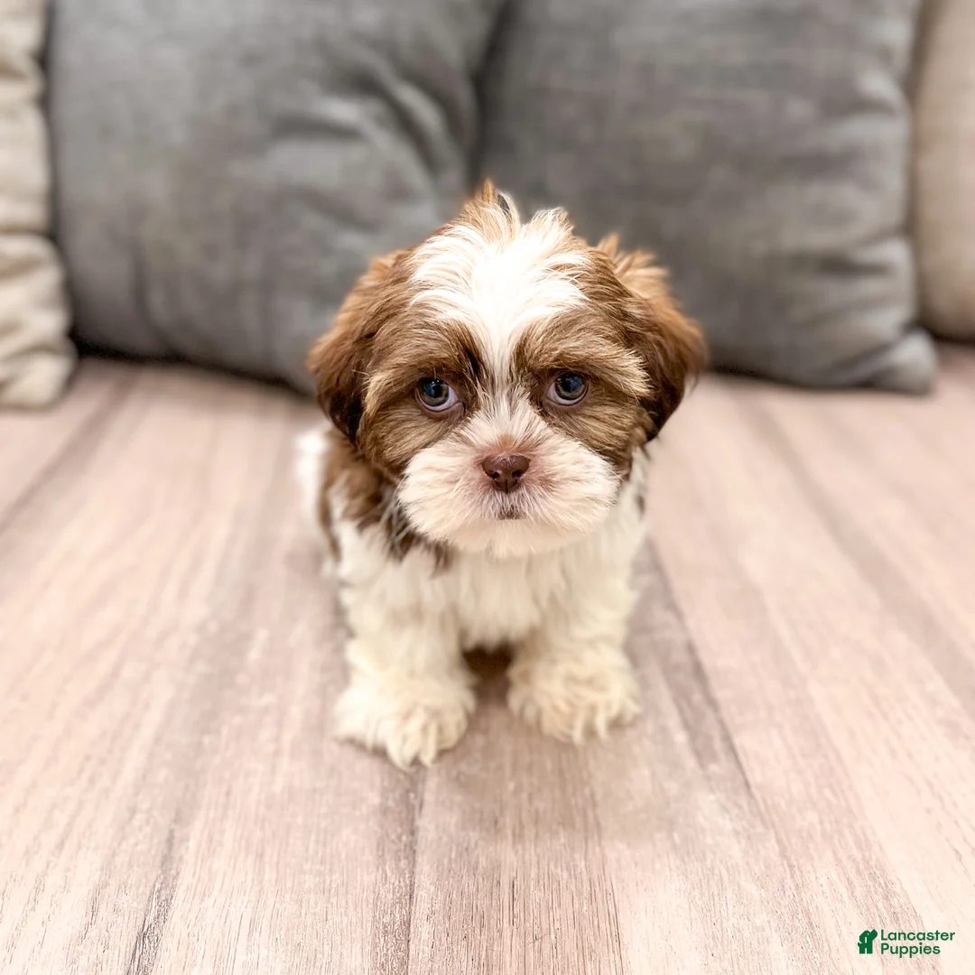 Shih Tzu dogs for sale: Callie - Ad 1