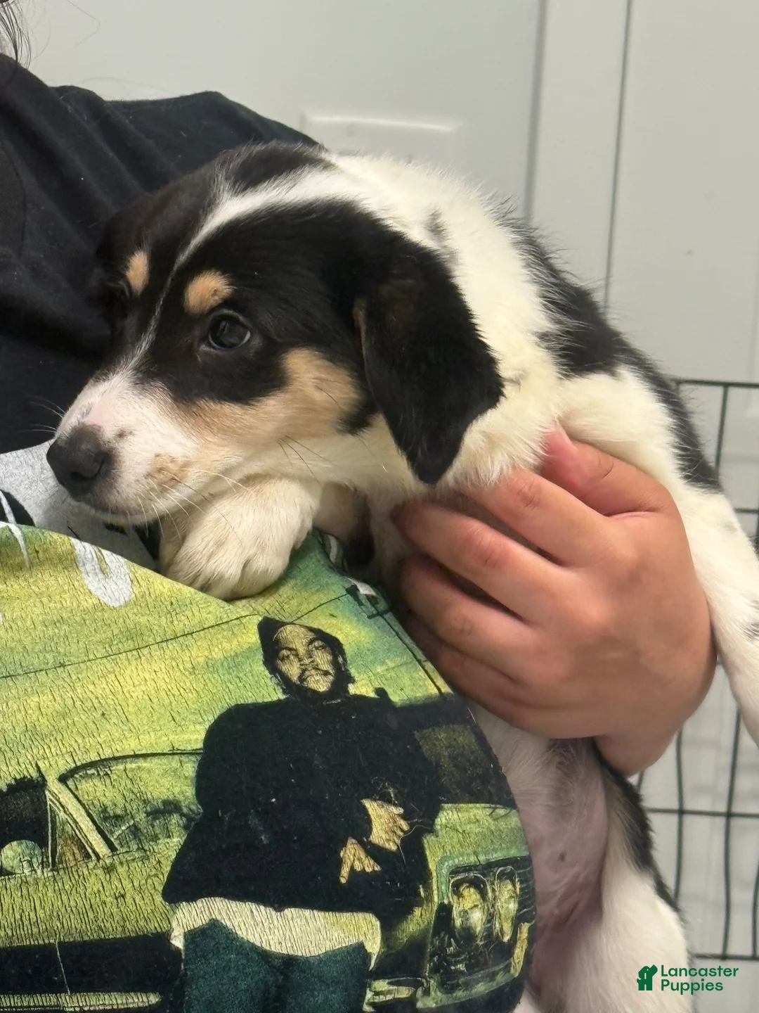Mixed Breed dogs for sale: Tova - Ad 1