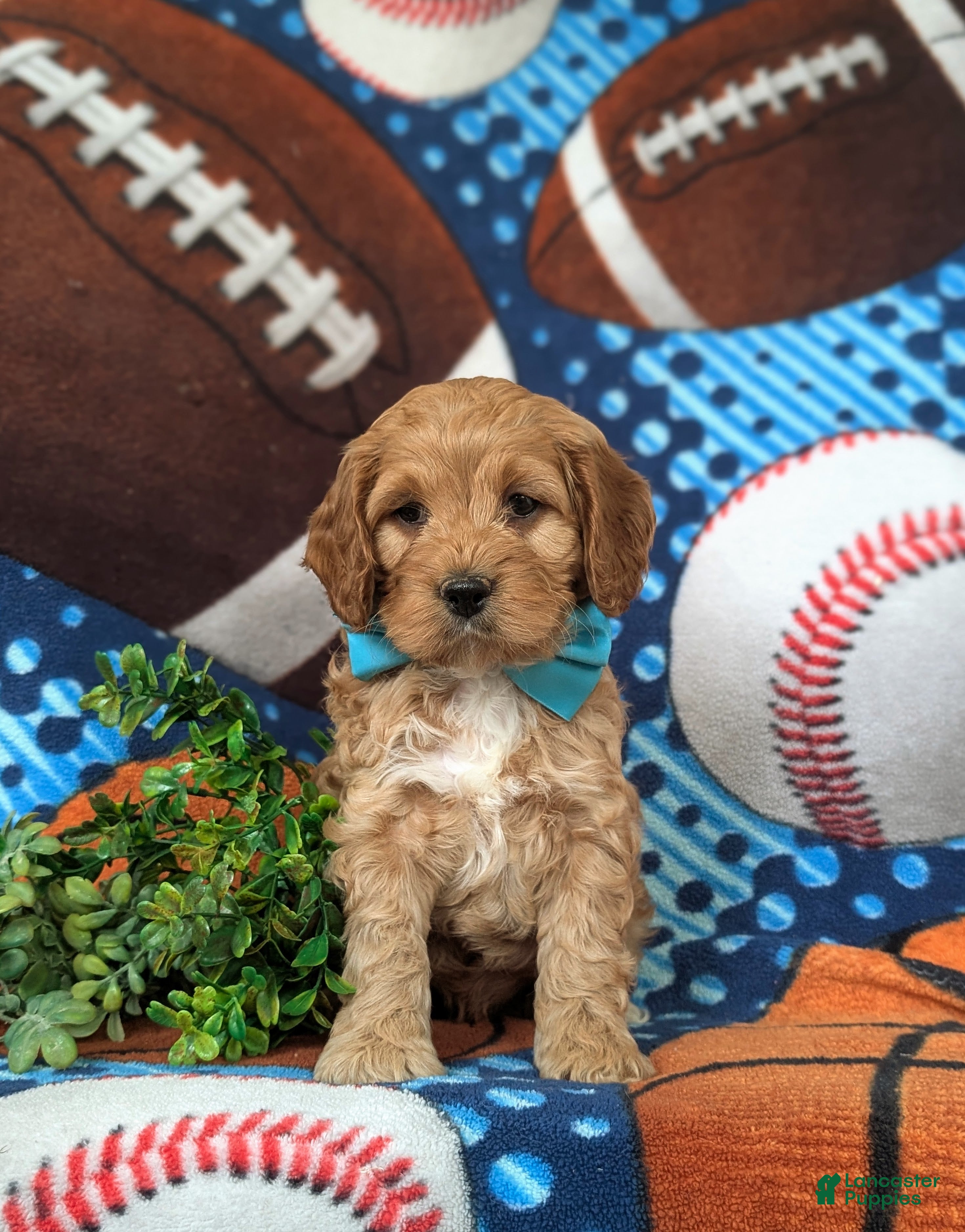 Cockapoo dogs Donegan - Ad 1