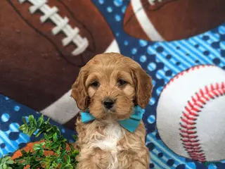 Cockapoo dogs for sale: Donegan - Ad 3