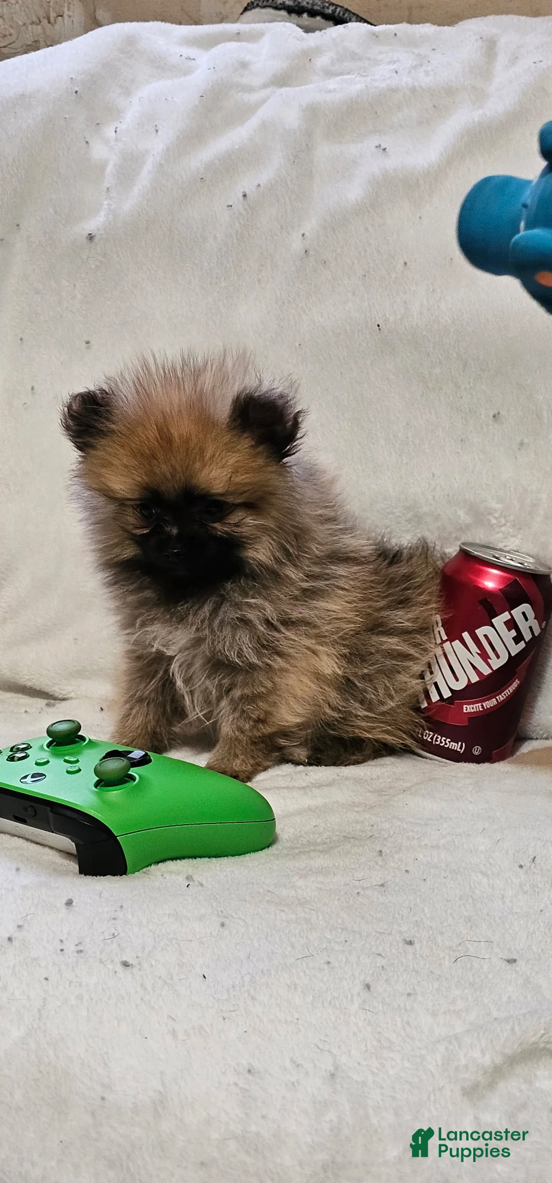 Pomeranian dogs for sale: Moose - Ad 1