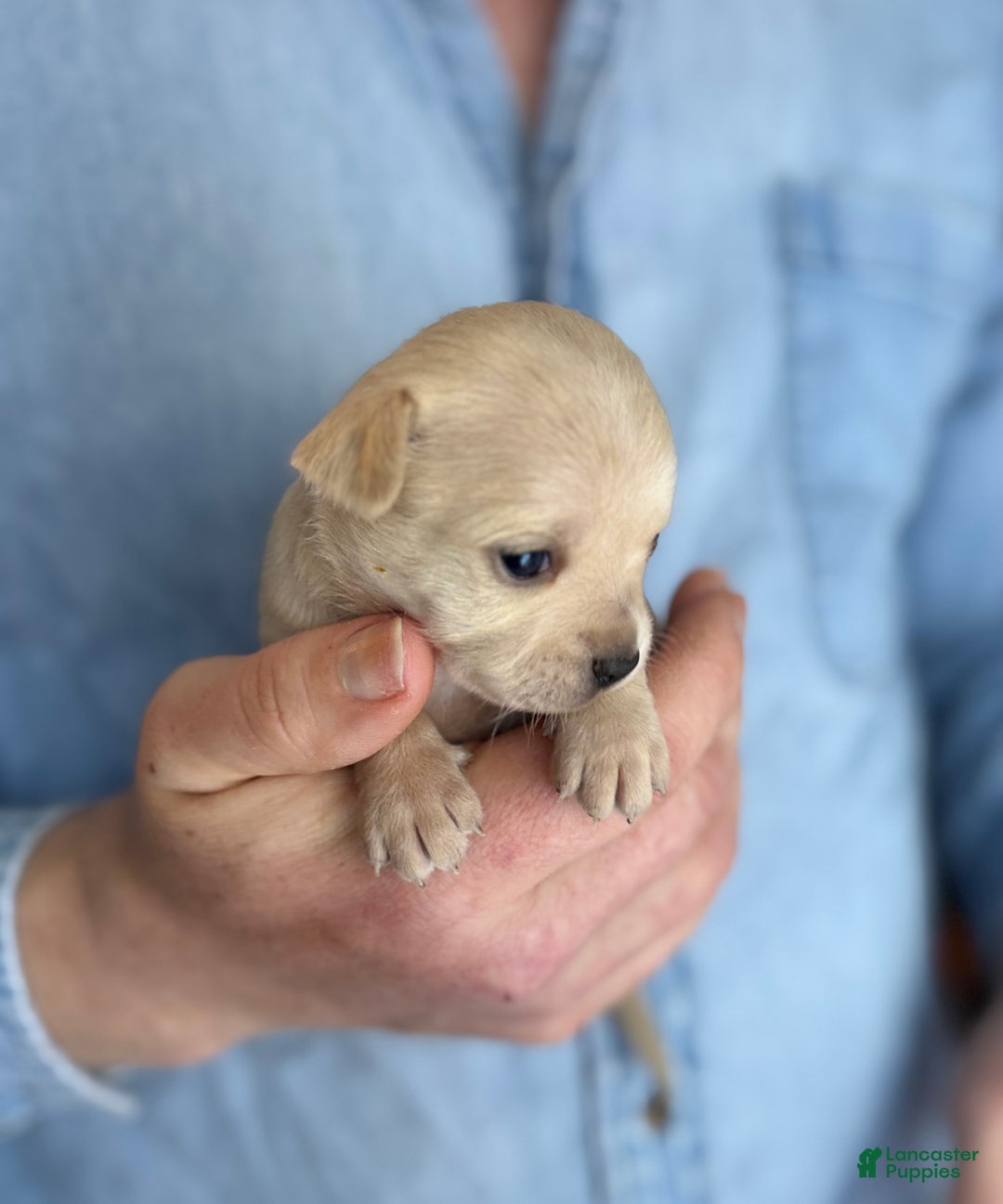 Chihuahua dogs for sale: Christmas  - Ad 13