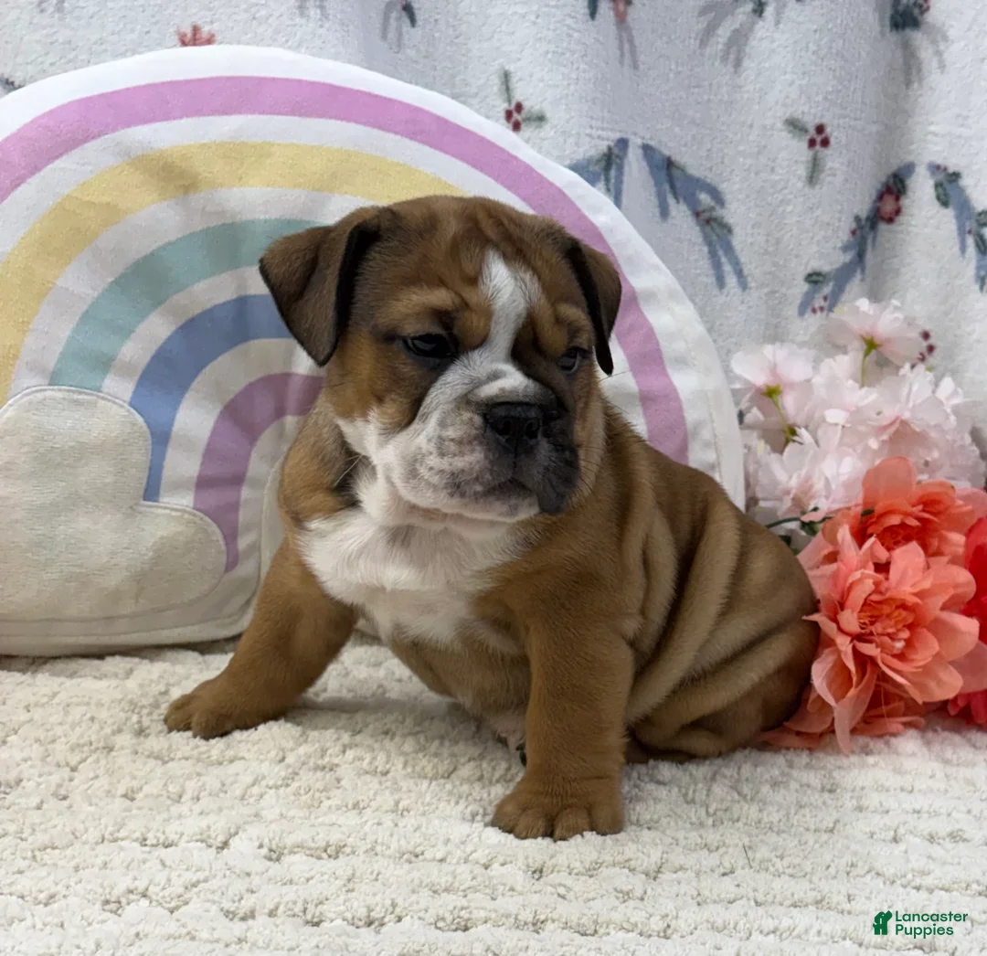 English Bulldog dogs for sale: Zinnia - Ad 2