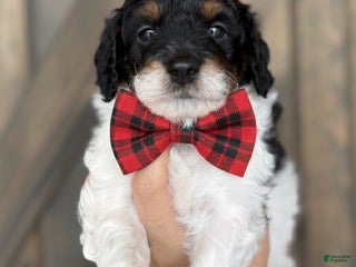 Mini Sheepadoodle dogs Light blue-Coal - Ad 7