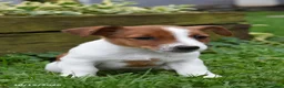 Jack Russell Terrier dogs for sale: Pepsi - Ad 3