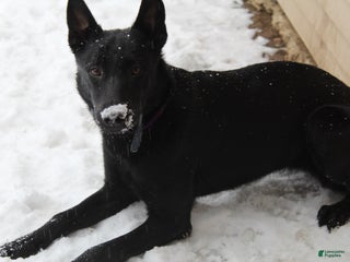 Belgian Malinois dogs Katie - Ad 25