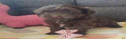 Maltipoo dogs for sale: Coco Rose  - Ad 4