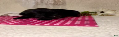 Labrador Retriever black female pink collar
