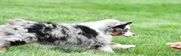 Miniature Australian Shepherd dogs for sale: Wendy - Ad 9