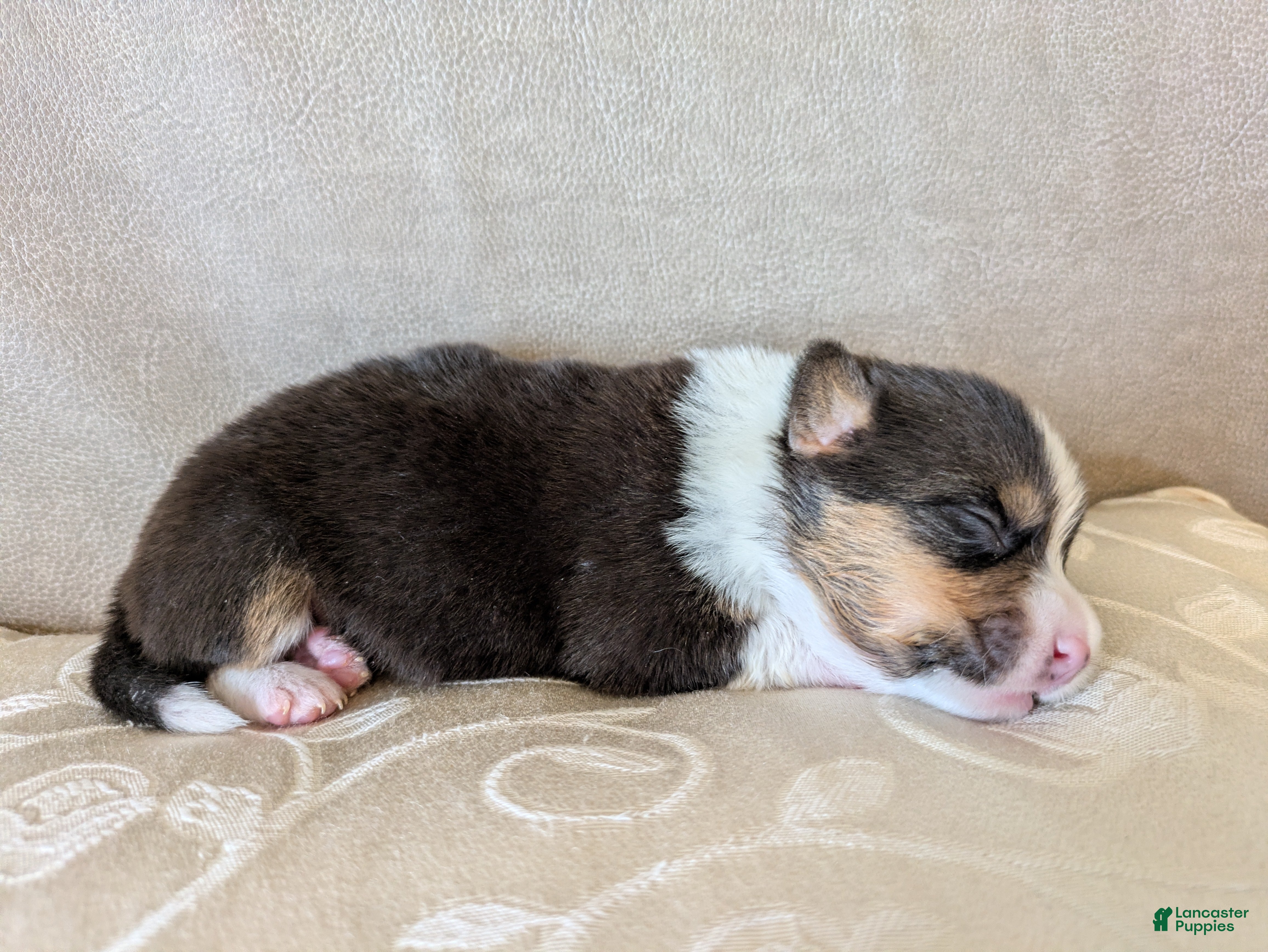 Welsh Corgi Pembroke dogs Aspen  - Ad 23