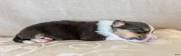 Welsh Corgi Pembroke dogs for sale: Aspen  - Ad 1