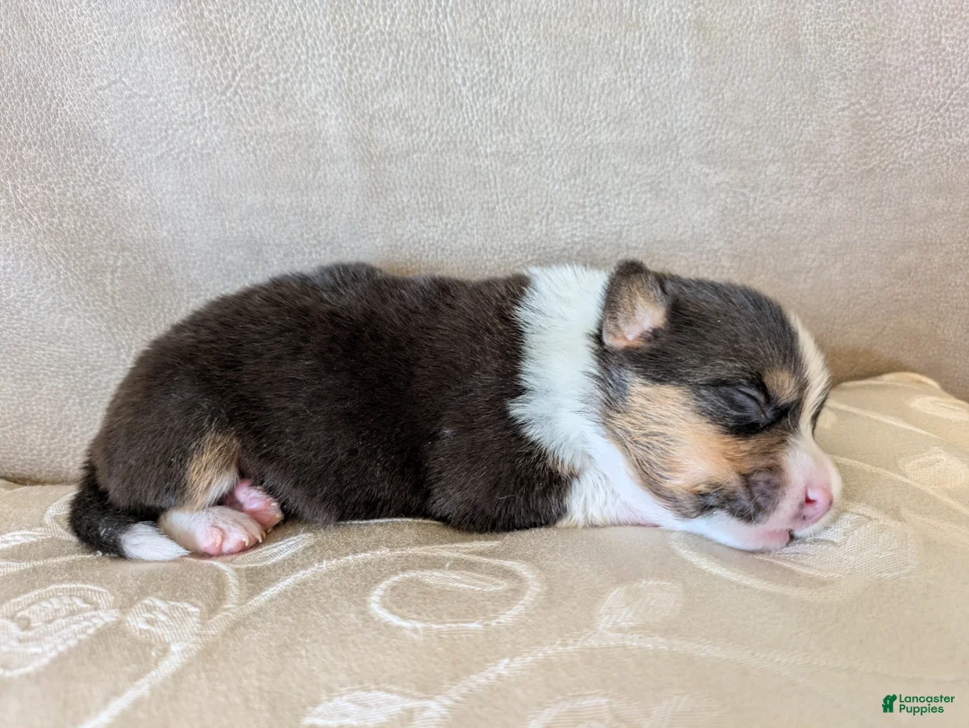 Welsh Corgi Pembroke dogs for sale: Aspen  - Ad 1