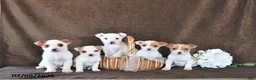 Jack Russell Terrier dogs for sale: Bandit - Ad 2