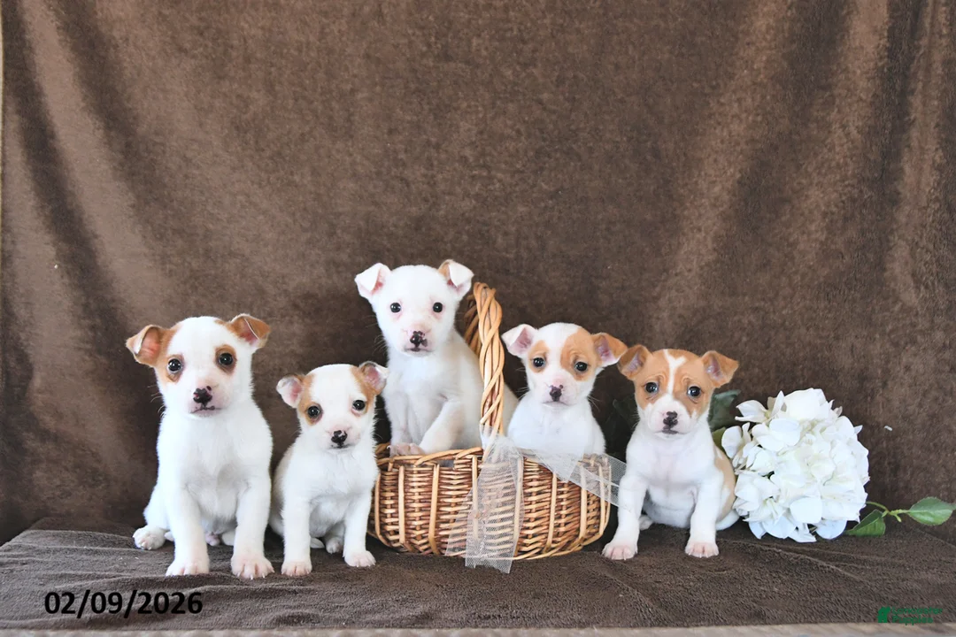 Jack Russell Terrier dogs for sale: Bandit - Ad 2