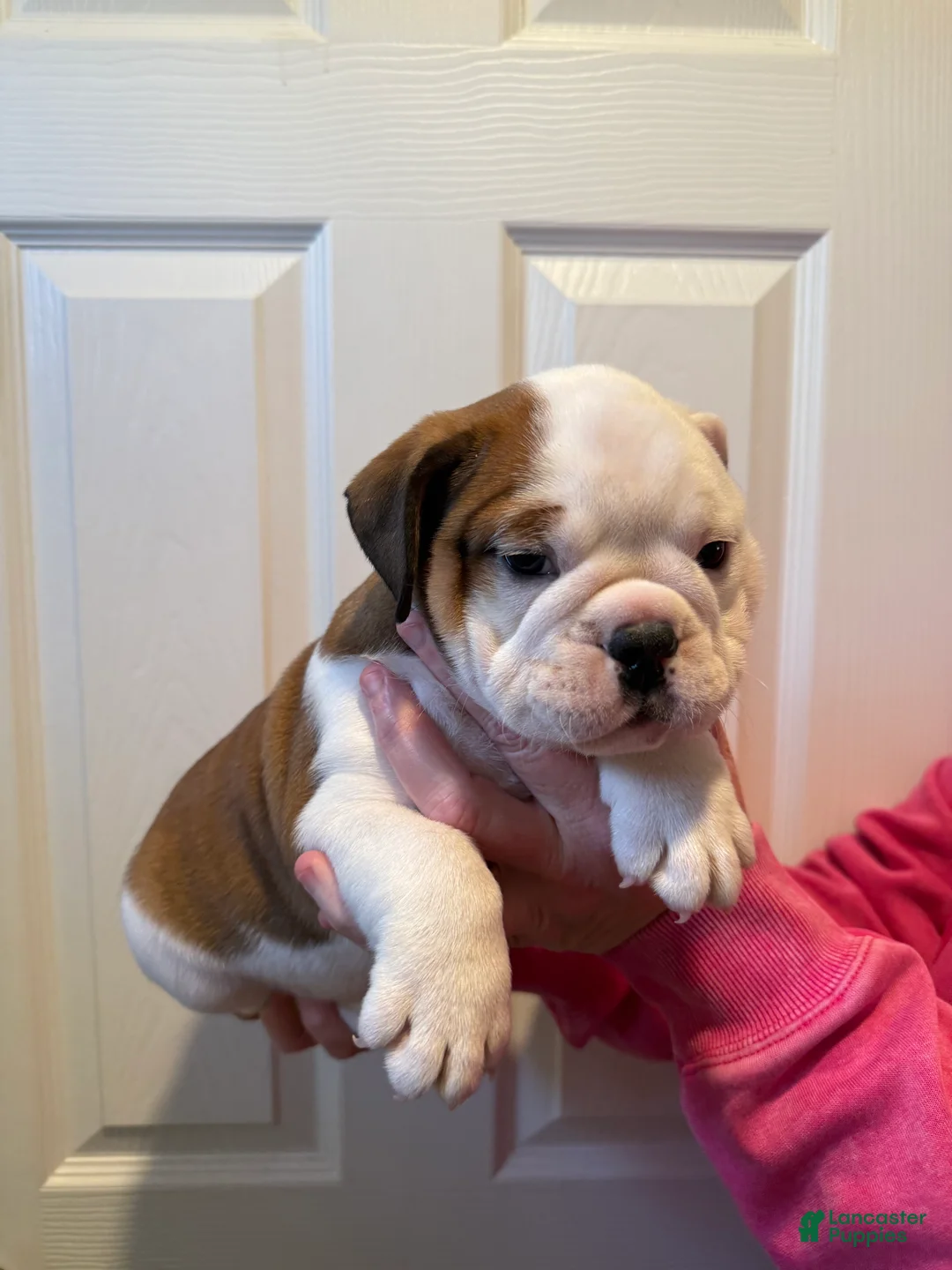 English Bulldog dogs for sale: English Bulldog Puppy 1 - Ad 1