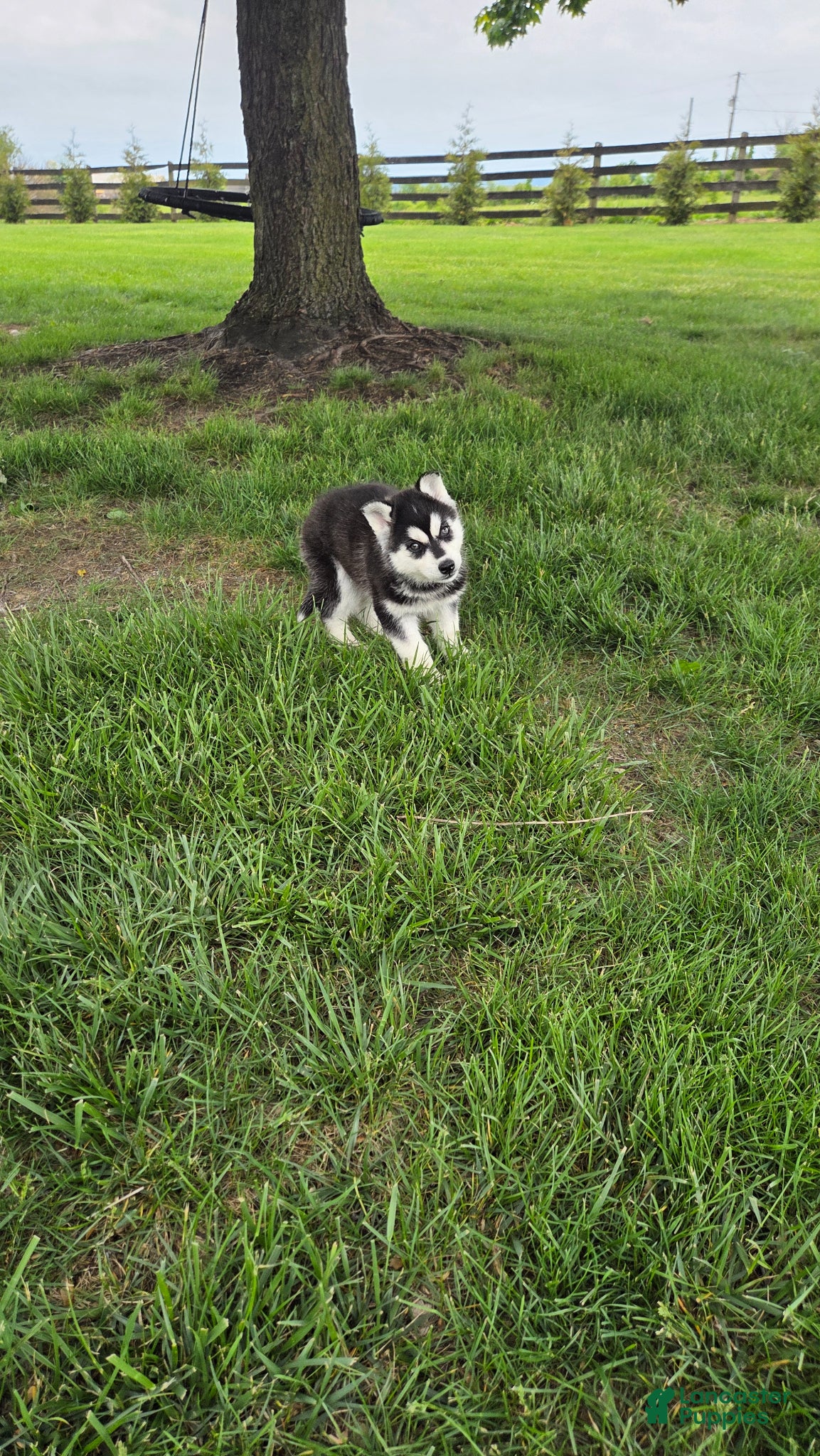 Siberian Husky dogs Callie - Ad 1