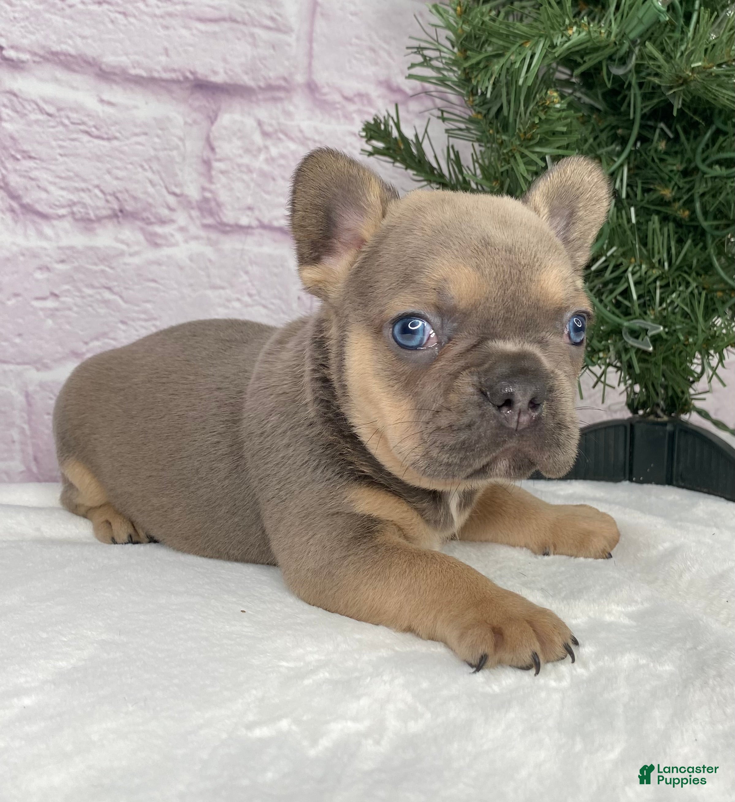 French Bulldog dogs Mitchell  - Ad 2