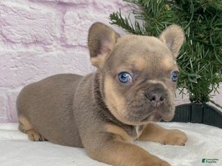 French Bulldog dogs Mitchell - Ad 2