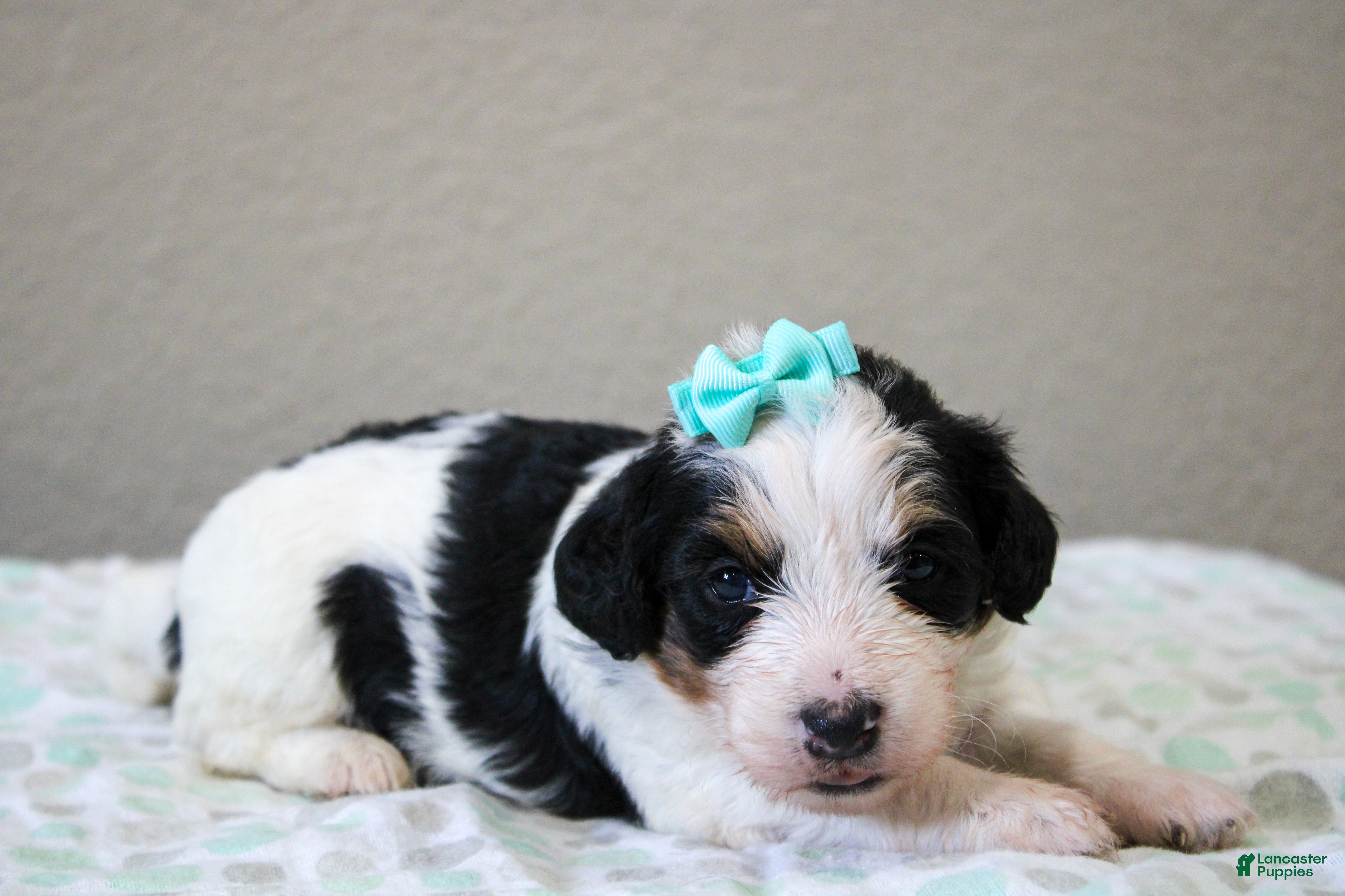 Mini Bernedoodle dogs Skye  - Ad 1